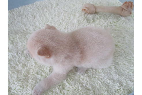 成約済の岡山県の柴犬-113419の8枚目