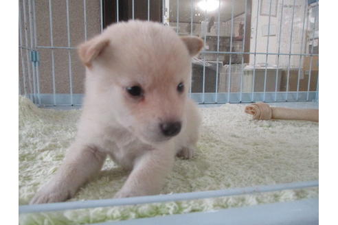 成約済の岡山県の柴犬-113419の6枚目