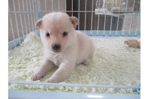 成約済の岡山県の柴犬-113419の5枚目