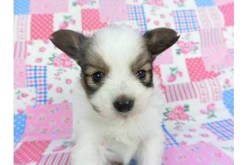 成約済の千葉県のパピヨン-115497の1枚目