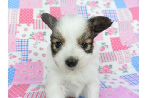 成約済の千葉県のパピヨン-115497の4枚目