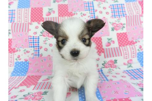 成約済の千葉県のパピヨン-115497の3枚目