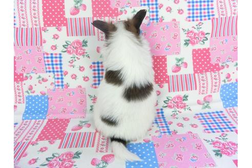 成約済の千葉県のパピヨン-115497の2枚目