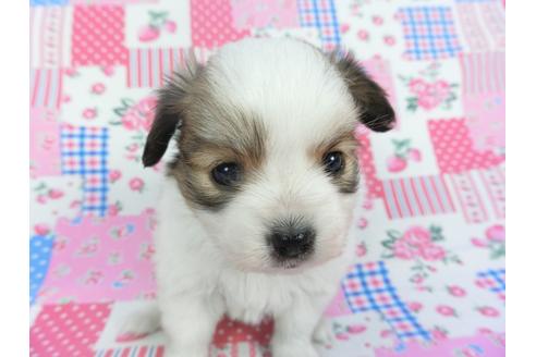 成約済の千葉県のパピヨン-115498の1枚目