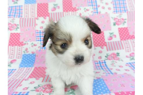 成約済の千葉県のパピヨン-115498の4枚目