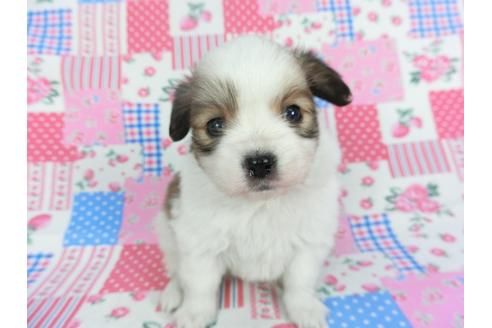 成約済の千葉県のパピヨン-115498の3枚目