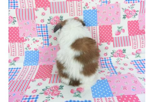 成約済の千葉県のパピヨン-115498の2枚目