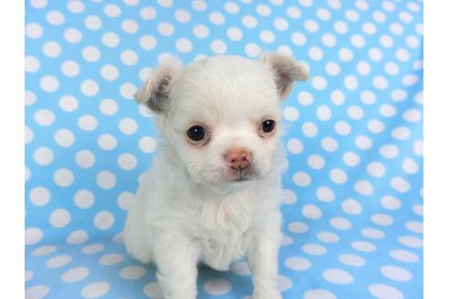 成約済の千葉県のチワワ(ロングコート)-115115の4枚目