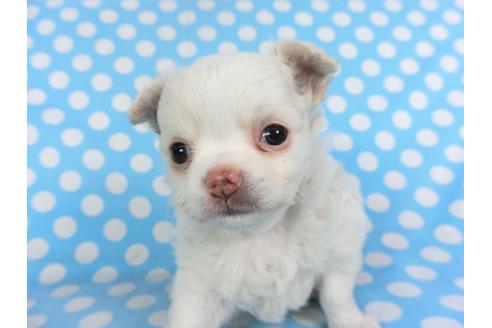 成約済の千葉県のチワワ(ロングコート)-115115の3枚目