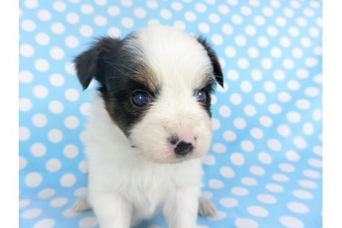 成約済の千葉県のパピヨン-115111の1枚目