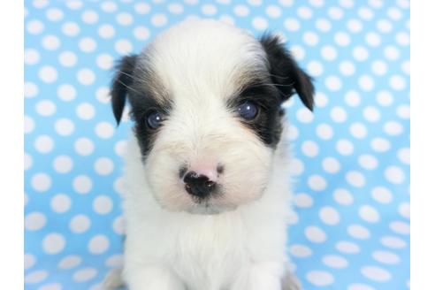 成約済の千葉県のパピヨン-115111の4枚目