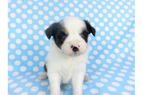 成約済の千葉県のパピヨン-115111の3枚目