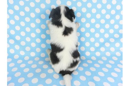 成約済の千葉県のパピヨン-115111の2枚目