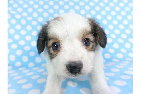 成約済の千葉県のパピヨン-115102