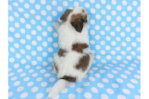 成約済の千葉県のパピヨン-115102の2枚目