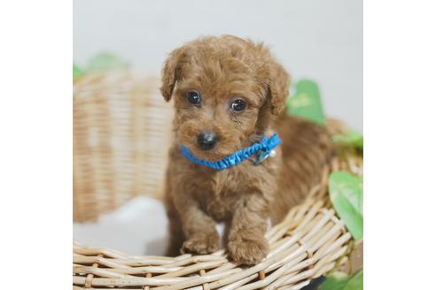 成約済の愛媛県のトイプードル-115574の1枚目