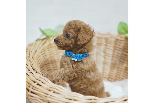 成約済の愛媛県のトイプードル-115574の2枚目