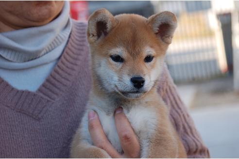 成約済の埼玉県の柴犬-115580