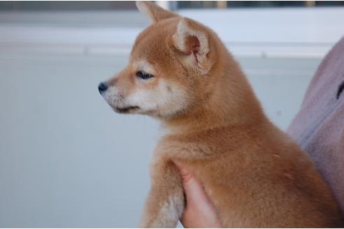 成約済の埼玉県の柴犬-115580の5枚目