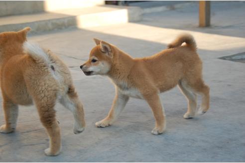 成約済の埼玉県の柴犬-115580の4枚目