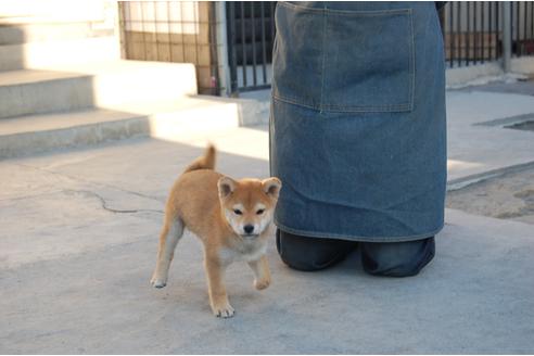 成約済の埼玉県の柴犬-115580の3枚目