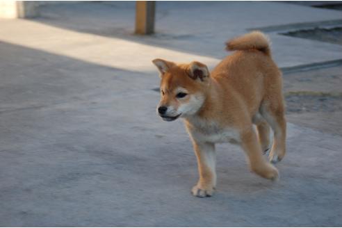 成約済の埼玉県の柴犬-115580の2枚目