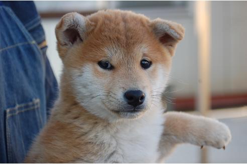 成約済の埼玉県の柴犬-115581の5枚目
