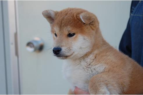 成約済の埼玉県の柴犬-115581