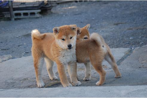 成約済の埼玉県の柴犬-115581の4枚目
