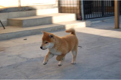 成約済の埼玉県の柴犬-115581の3枚目