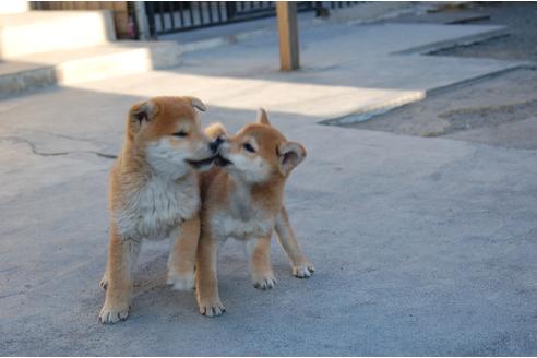 成約済の埼玉県の柴犬-115581の2枚目