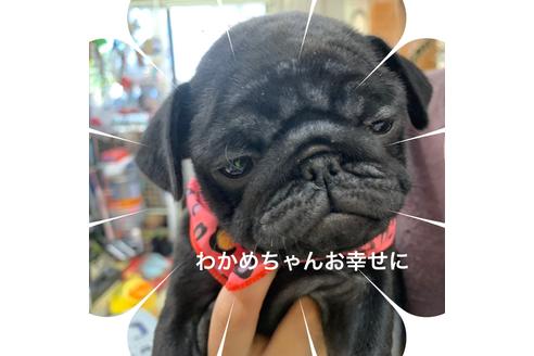 成約済の岐阜県のパグ-112237