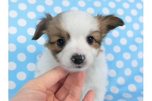 成約済の千葉県のパピヨン-115100