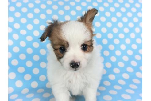 成約済の千葉県のパピヨン-115100の4枚目