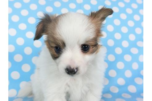 成約済の千葉県のパピヨン-115100の3枚目