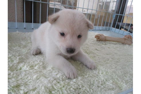 成約済の岡山県の柴犬-113418の10枚目