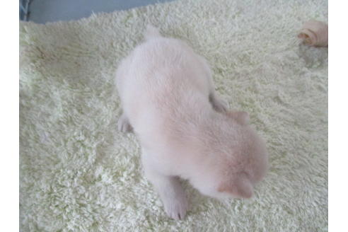 成約済の岡山県の柴犬-113418の8枚目