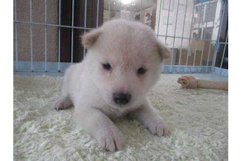 成約済の岡山県の柴犬-113418の7枚目