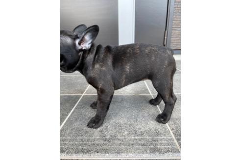 成約済の香川県のフレンチブルドッグ-114024の2枚目