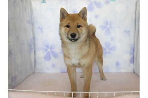 子犬