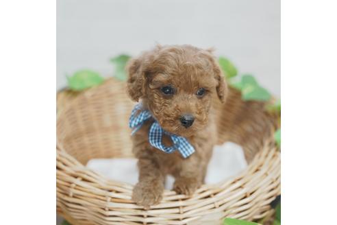 成約済の愛媛県のトイプードル-115243の1枚目