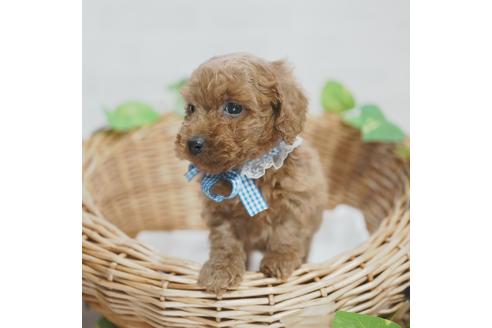 成約済の愛媛県のトイプードル-115243の3枚目