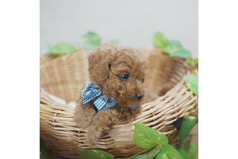 成約済の愛媛県のトイプードル-115243の2枚目