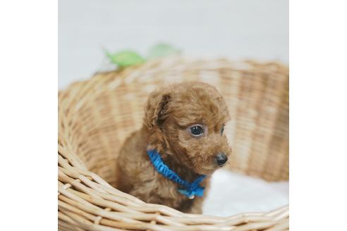 成約済の愛媛県のトイプードル-115574の3枚目