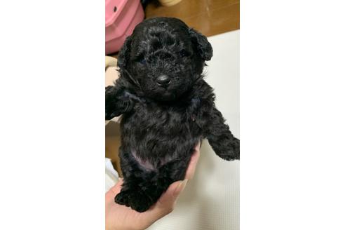 成約済の埼玉県のトイプードル-114543の46枚目