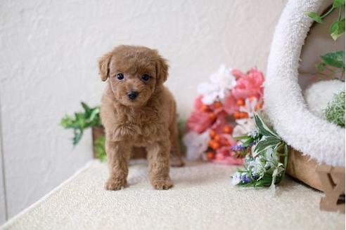 成約済の滋賀県のトイプードル-115692