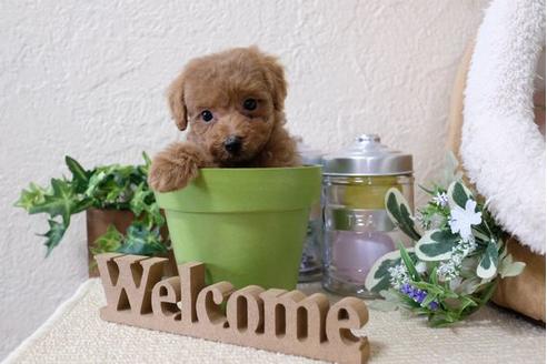 成約済の滋賀県のトイプードル-115692の4枚目