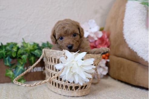成約済の滋賀県のトイプードル-115692の3枚目