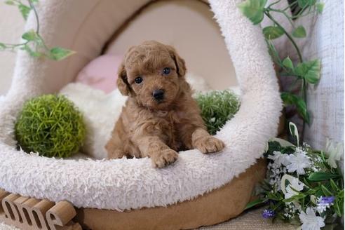 成約済の滋賀県のトイプードル-115692の2枚目