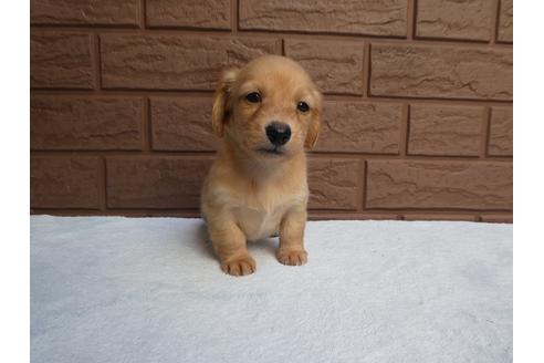 成約済の埼玉県のカニンヘンダックスフンド(ロングヘアード)-115694の1枚目